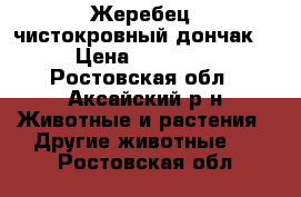 Жеребец, чистокровный дончак. › Цена ­ 90 000 - Ростовская обл., Аксайский р-н Животные и растения » Другие животные   . Ростовская обл.